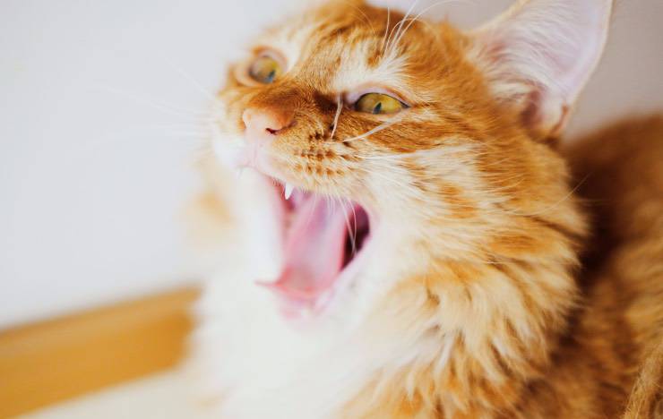 gato vomita
