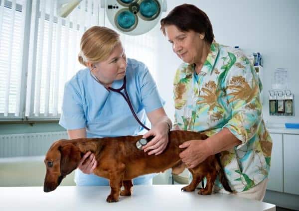 Soplo cardíaco en el perro: Causas, síntomas y tratamiento