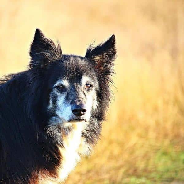 Suplementos vitamínicos para las articulaciones del perro