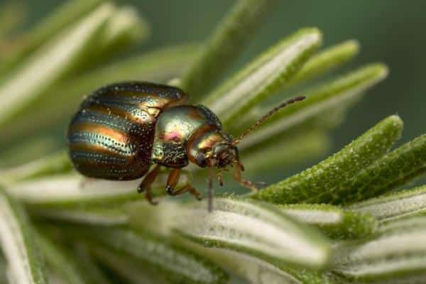 Tipos de escarabajos - Imágenes y nombres