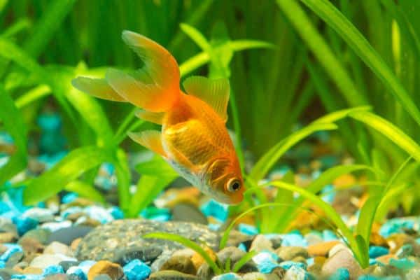 ¿Cuánto y qué comen los peces de colores?