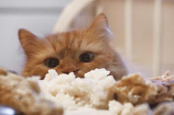 ¿Los gatos pueden comer arroz?