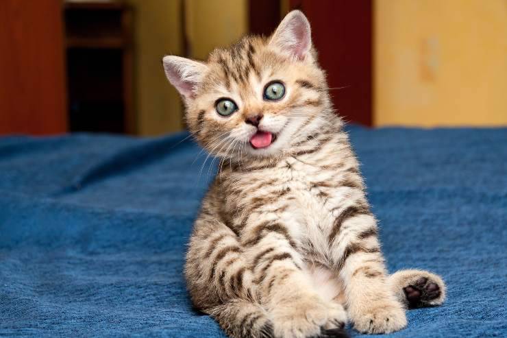 porque el gato se sienta como el hombre
