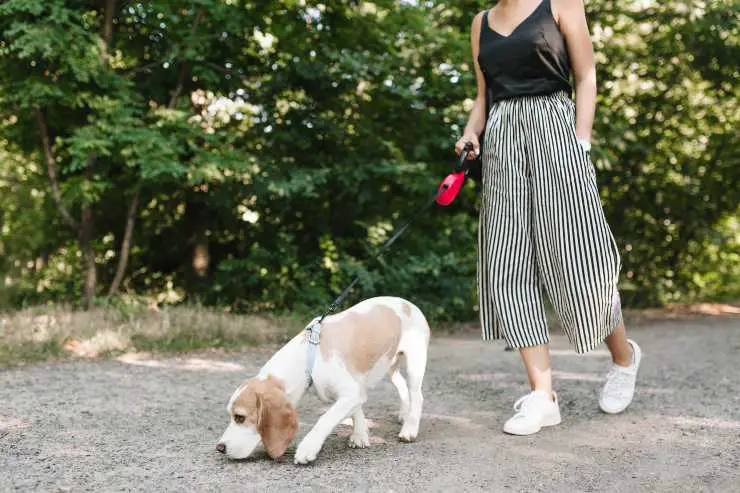 ¿Por qué el perro lame el pis de otros perros?