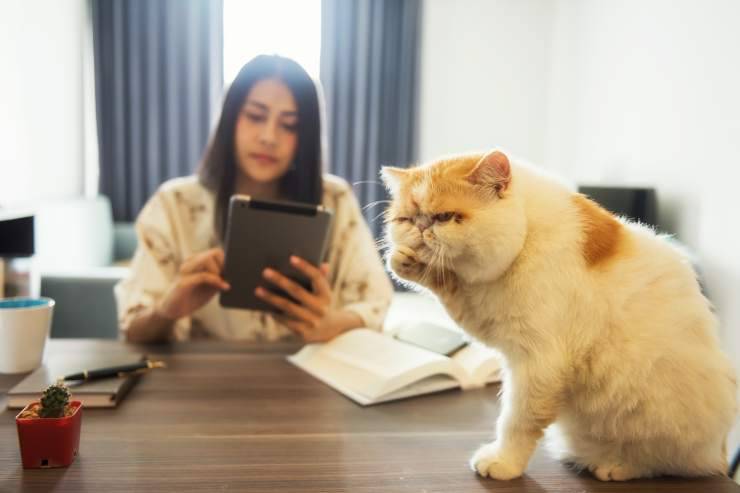 Por qué los gatos no escuchan a sus dueños
