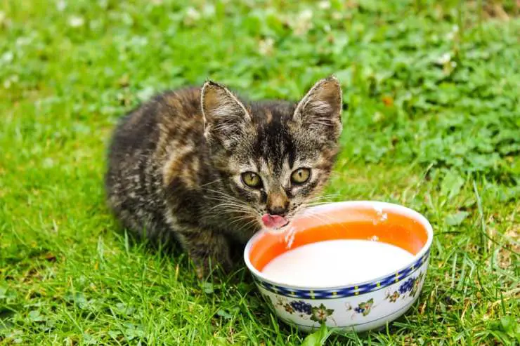 gatito come leche