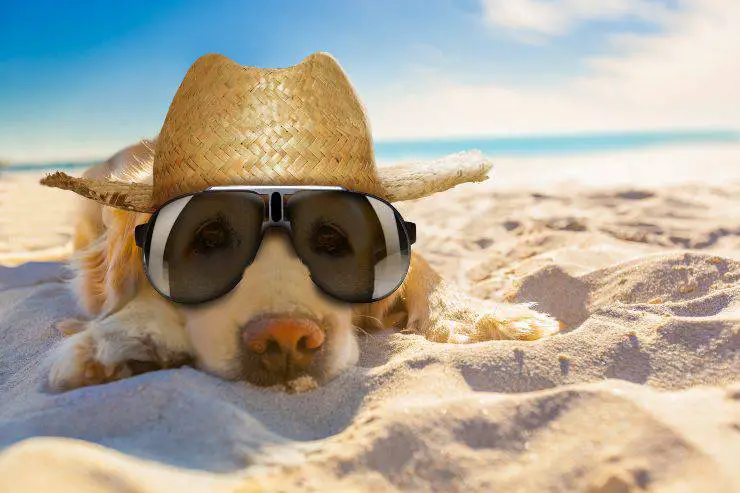 el perro en el sol puede quedarse