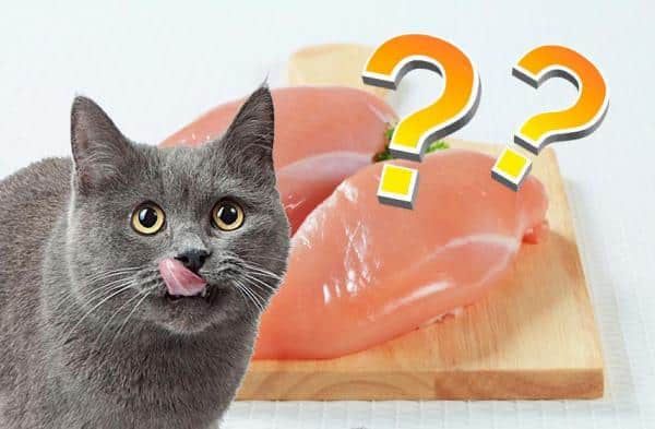 ¿Pueden los gatos comer pollo crudo?