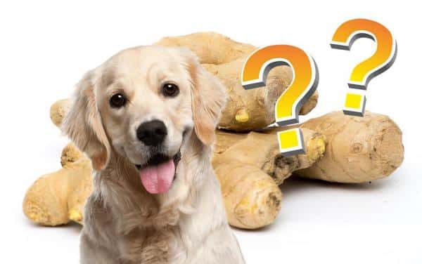 ¿Pueden los perros comer jengibre? Dosis y beneficios
