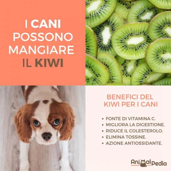 ¿Pueden los perros comer kiwi?