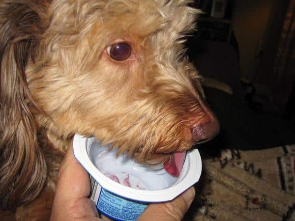 ¿Pueden los perros comer yogur?