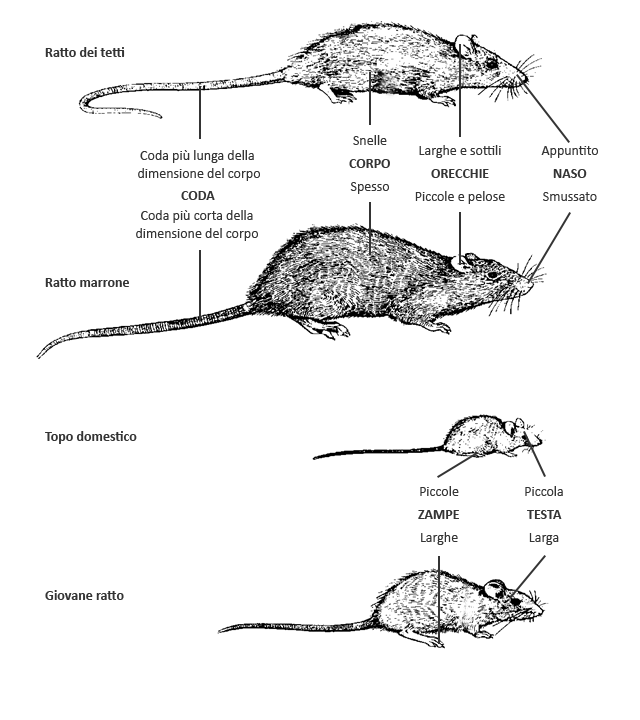 ¿Qué comen las ratas y los ratones? - Diferencia entre la rata y el ratón