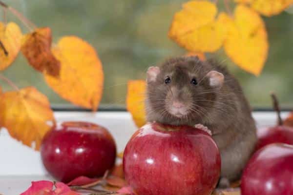 ¿Qué comen las ratas y los ratones?