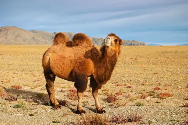¿Qué comen los camellos? La alimentación de los camellos