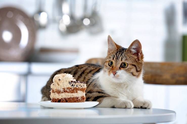 Pastel de cumpleaños de gato: recetas a prueba de paladar felino - Vida con  Mascotas ▷➡️