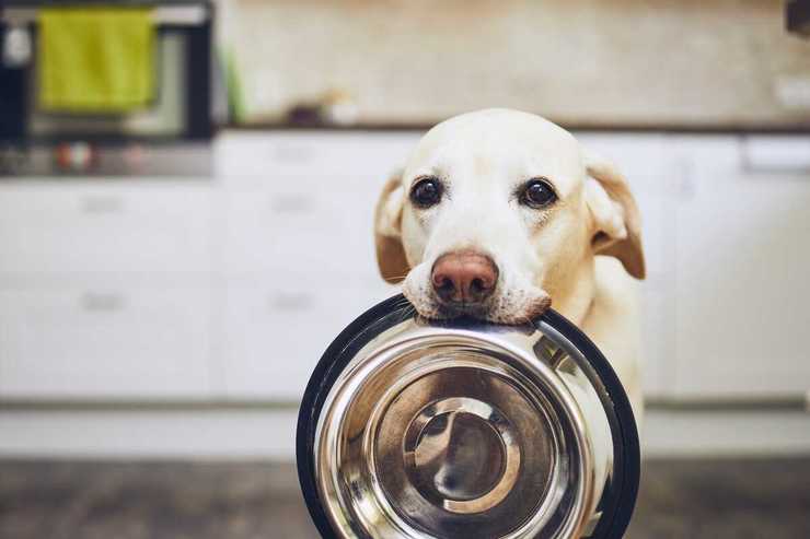 Pueden los perros comer mariscos? Pros y contras de esta comida - Vida con  Mascotas ▷➡️