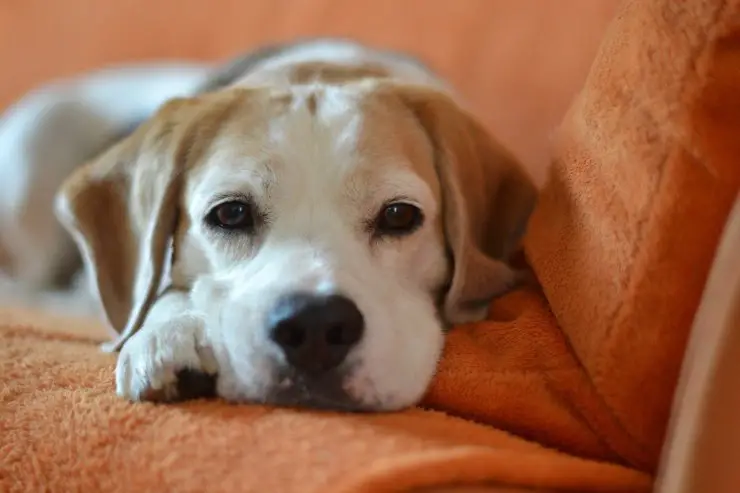 Hocico Hinchado En Perros Que Pudo Haber Sucedido Y Como Solucionarlo 🥇 Vida Con Mascotas 🥇