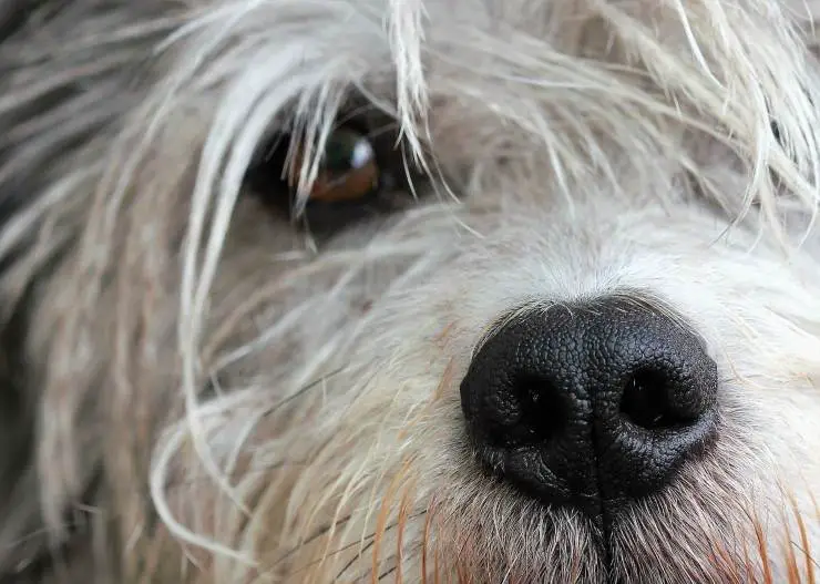 Cara de perro