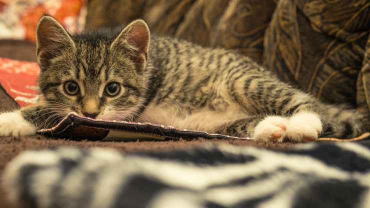 Gato asustado (Foto Pixabay)