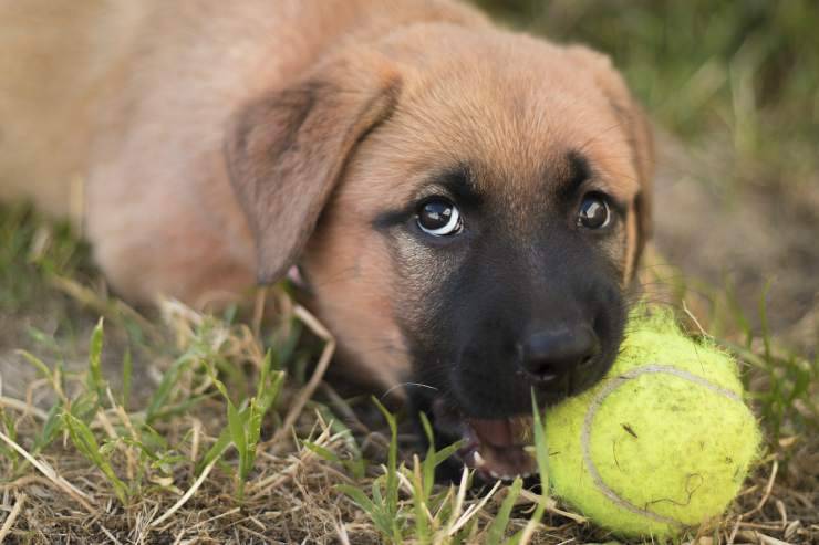 Pelota