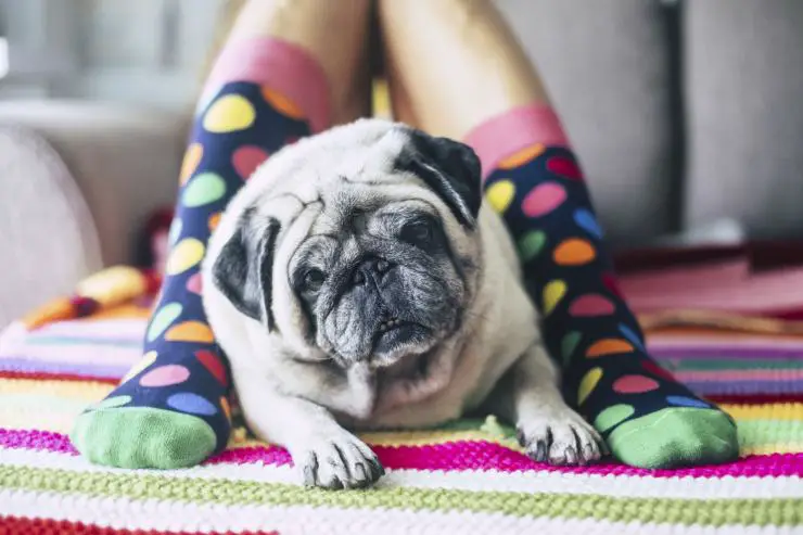 El perro duerme de pie