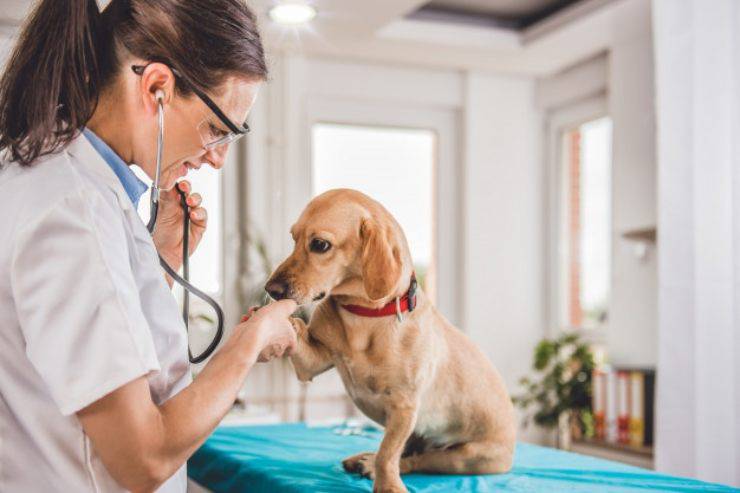 Toma la temperatura del perro