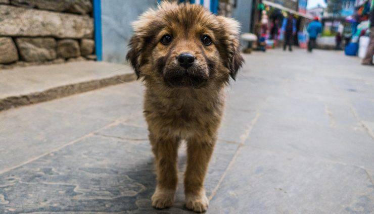 canal de cachorros abandonados