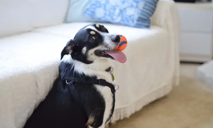 perro con pelota