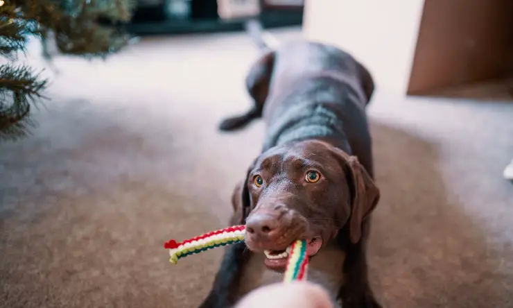 perro jugando con el maestro