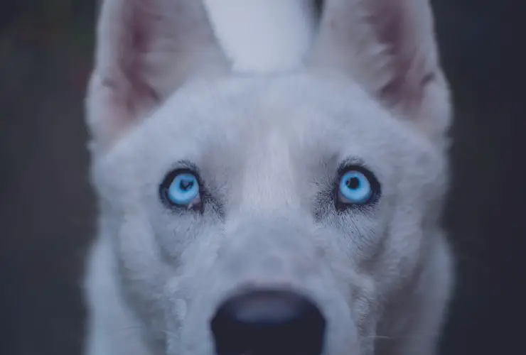ojos de perro
