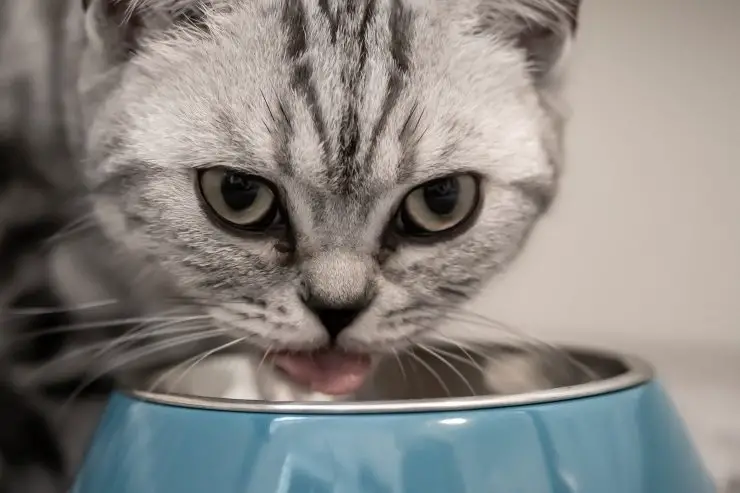 Minino comiendo