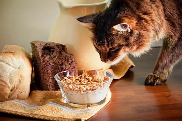 El gato es celiaco