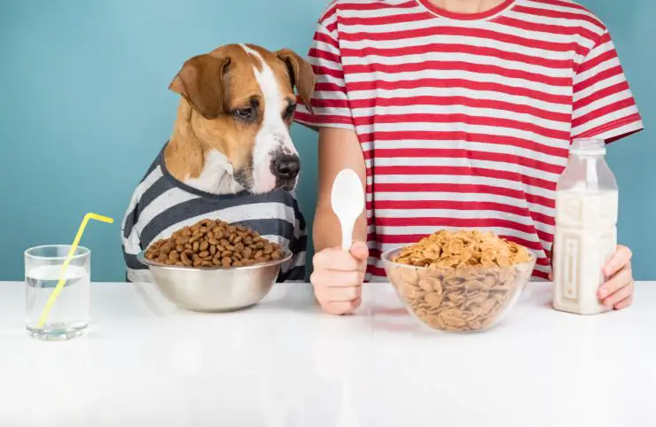El perro es celiaco