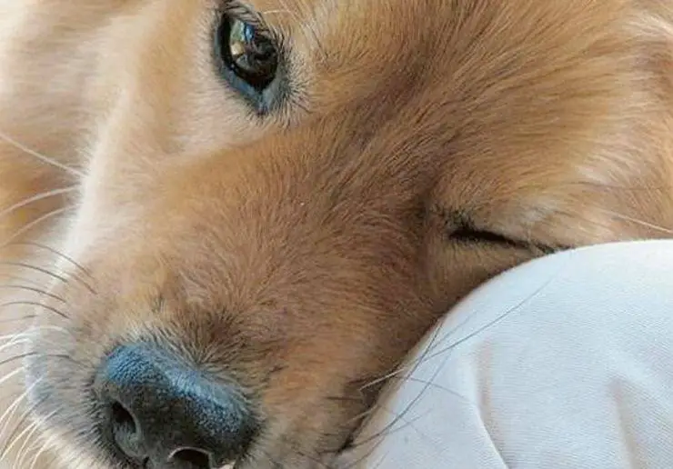 El perro puede experimentar tristeza