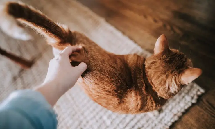 Gato que se acaricia