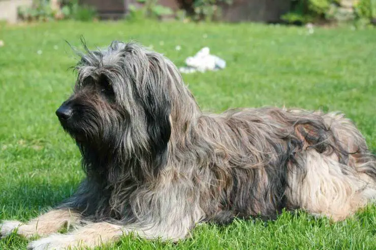 Perro pastor catalán