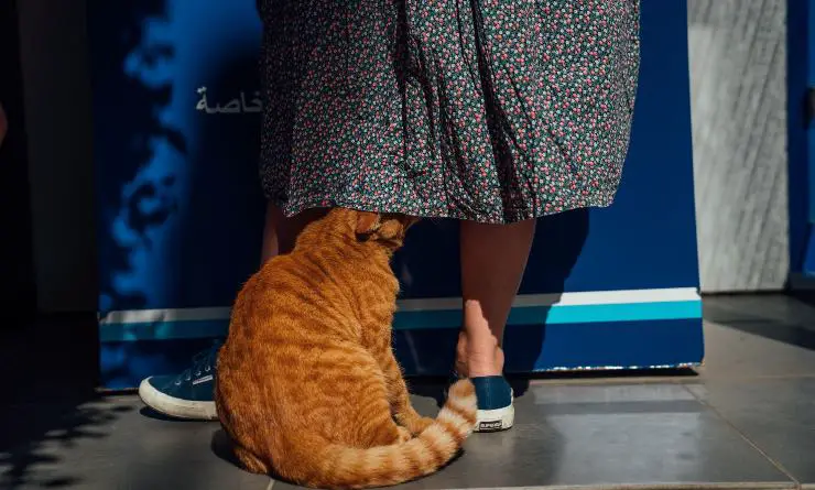 gato debajo de la falda de su amo