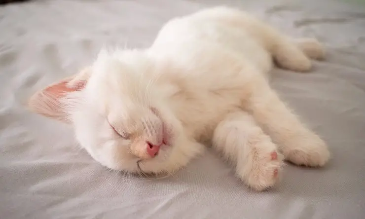 Gato descansa en la cama