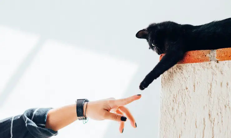 Contacto entre felino y humano