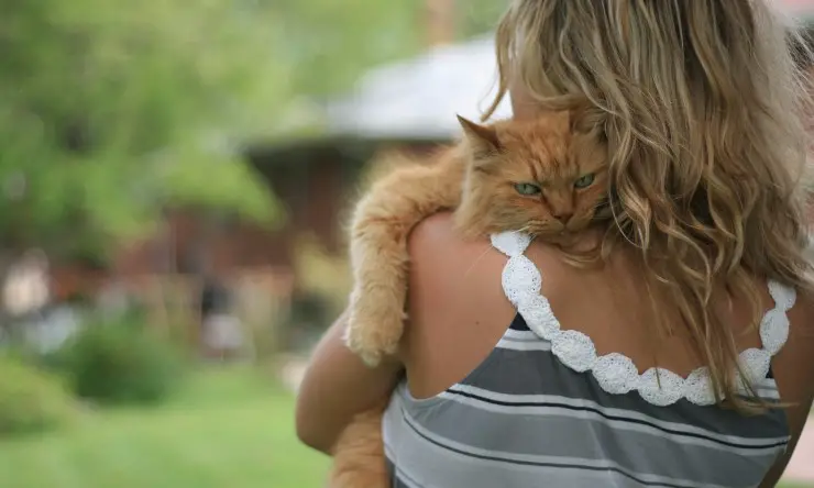 Gato en brazos de su dueño