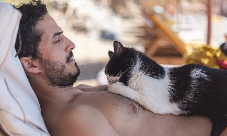 Gato acostado sobre el vientre del hombre