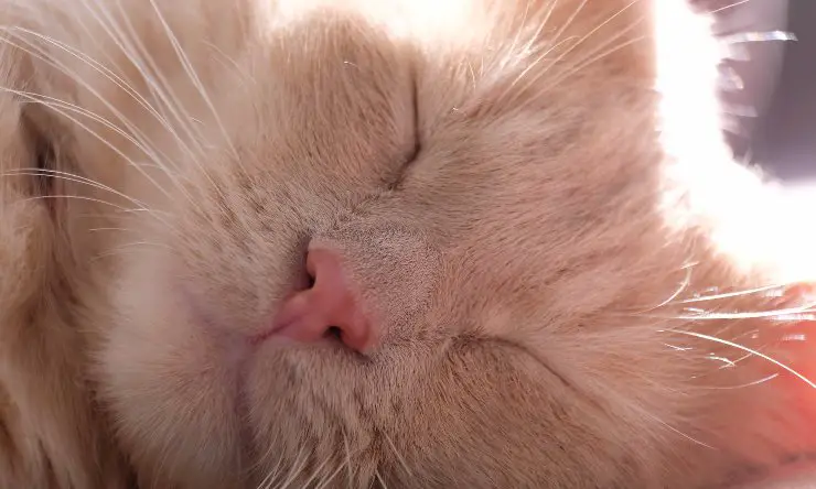 Gato descansa bajo el sol