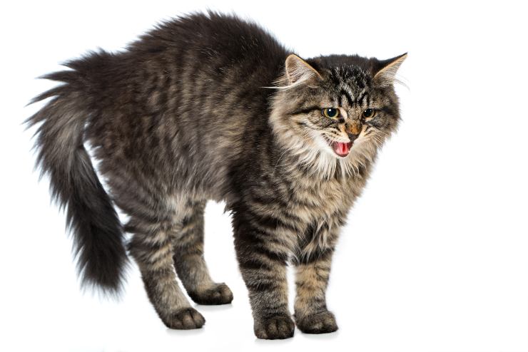 Gato agresivo