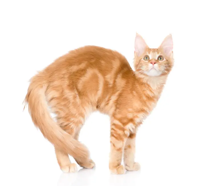 El gato se encorva y se inclina