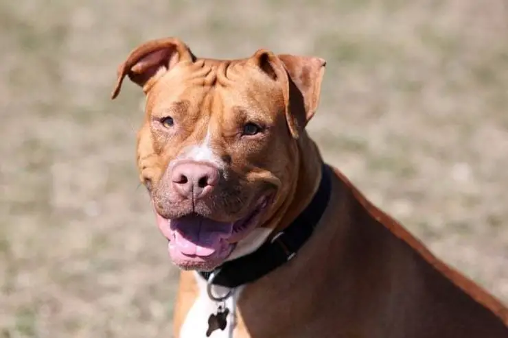 Pitbull Nariz Roja
