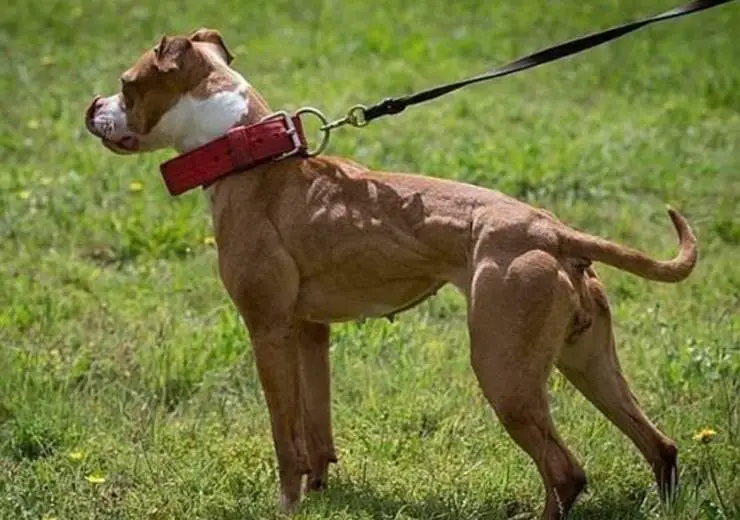 Pitbull