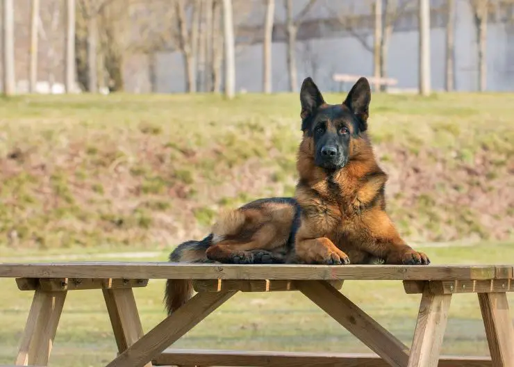 perro sentado en la mesa