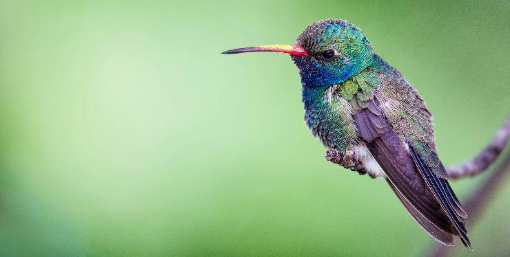 Un colibrí