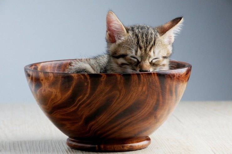 gatito