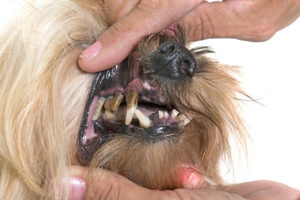 Mal aliento en perros: causas, síntomas y tratamiento: por qué el mal aliento en perros